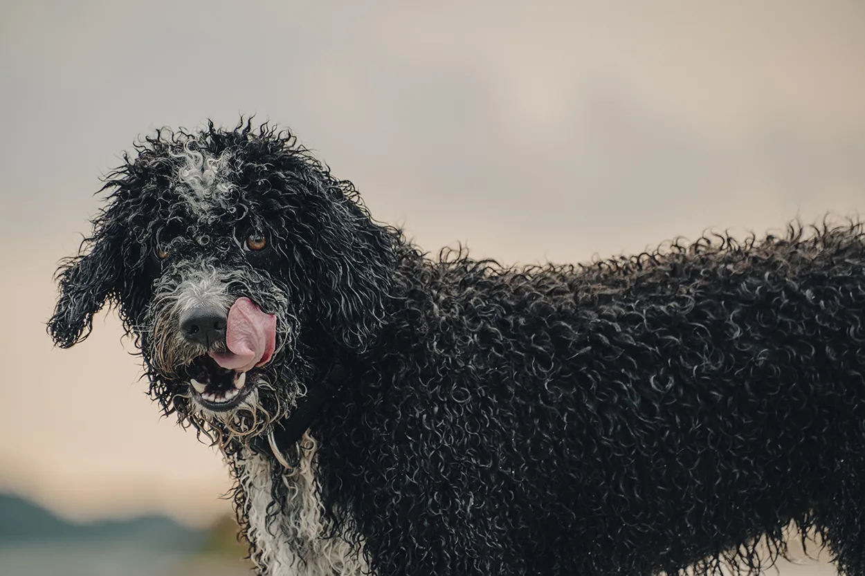 Kantabrischer Wasserhund, einer der besten schwimmenden Hunde
